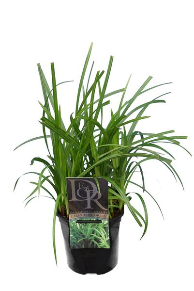 Carex foliosissima Irish Green - pot 2 ltr
