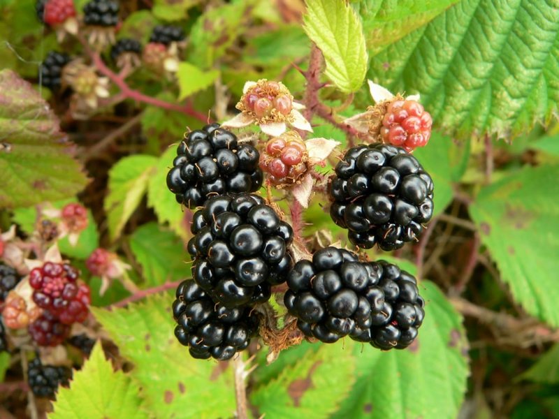 Rubus fruticosus sp. Black Satin 2 ltr pot