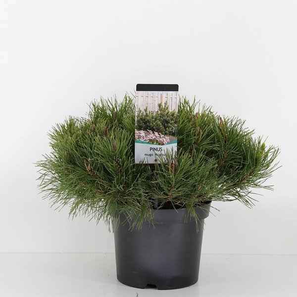 Pinus mugo mughus - total heigth 40-50 cm - pot 3 ltr