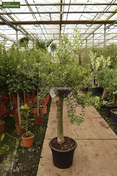 Olea europaea wilde vorm stamhoogte 40-50 cm stamomtrek 40-50 cm
