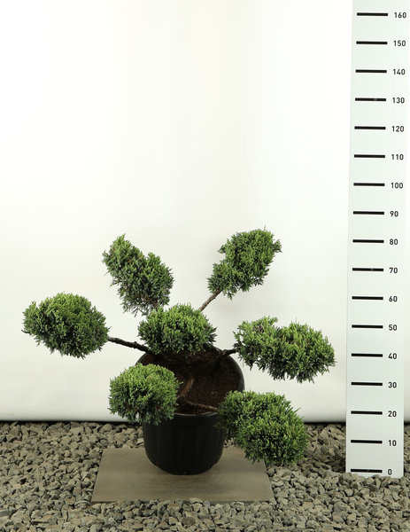 Juniperus squamata Holger Multiplateau - total height 125-150 cm