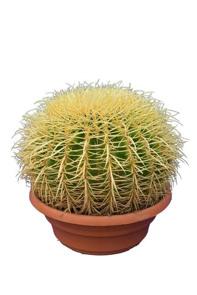 Echinocactus grusonii - pot Ø 32 cm