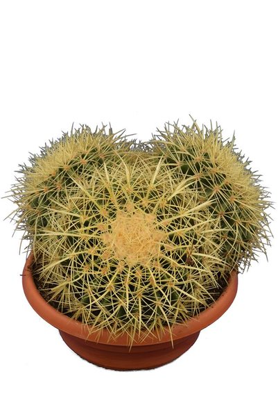 Echinocactus grusonii multihead  pot Ø 28 cm