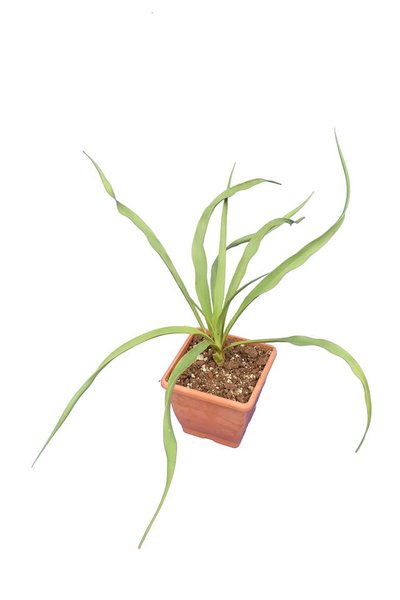 Yucca rupicola - pot 14 x 14 cm