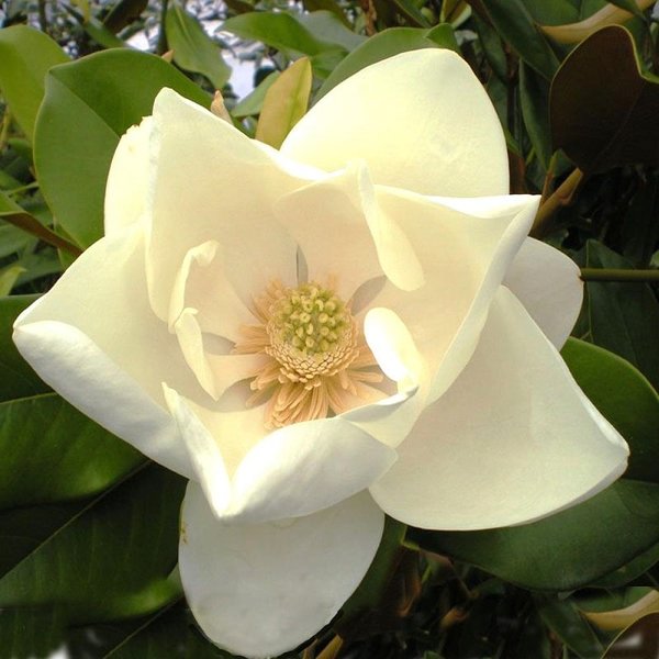 Magnolia grandiflora Nantais - total height 60+ cm - pot Ø 22 cm