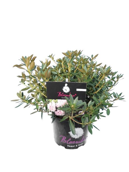 Bloombux pink - Rhododendron micranthum Inkarho - total height 20-30 cm - pot 0,5 ltr