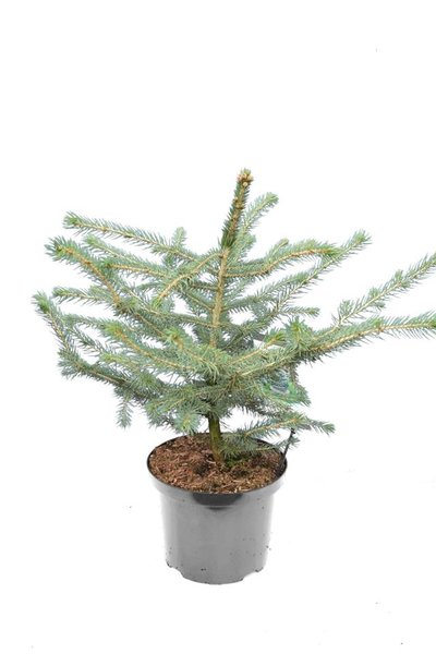 Picea pungens Glauca - total height 60-80 cm - pot 5 ltr