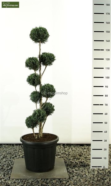 Chamaecyparis lawsoniana Columnaris Multibol - total height 125-150 cm - pot 20 ltr