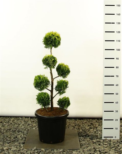 Chamaecyparis lawsoniana Ivonne Multibol - total height 100-120 cm - pot 20 ltr