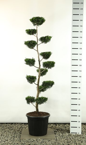 Cupressocyparis leylandii multiplateau flat - total height 170-200 cm [pallet]