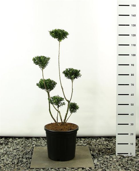 Ilex maximowicziana kanehirae multiplateau - total height 100-125 cm - pot 20 ltr