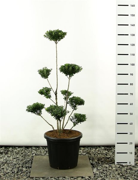 Ilex maximowicziana kanehirae multiplateau - total height 125-150 cm - pot 20 ltr