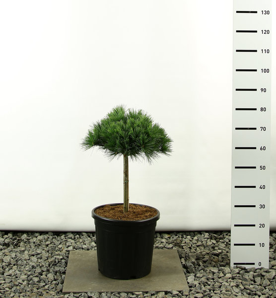 Pinus strobus Radiata ball on trunk - total height 80-100 cm
