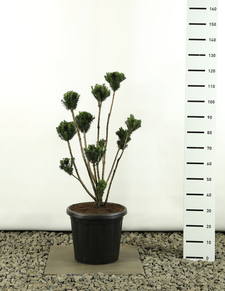 Taxus media Hillii Multibol - total height 80-100 cm - pot 20 ltr
