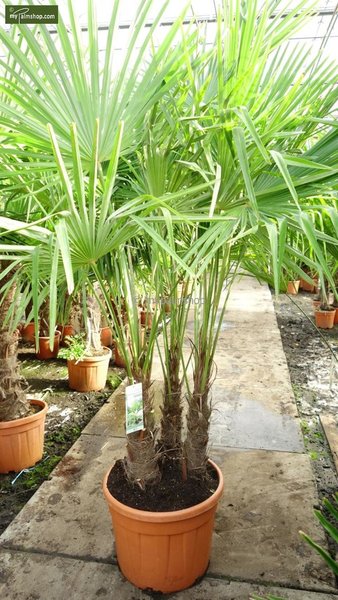 Trachycarpus fortunei ITALY Multitrunks 