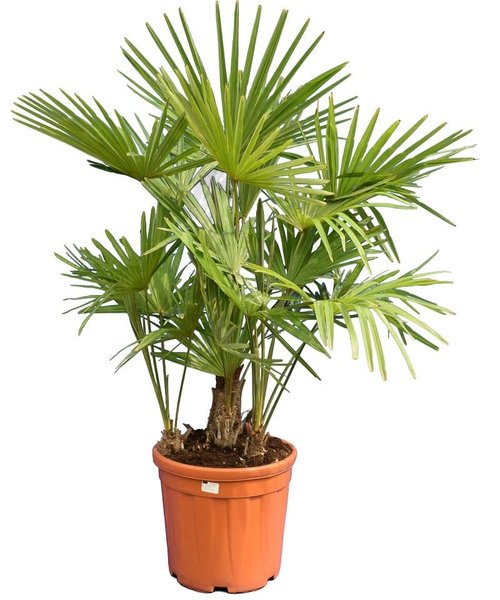 Trachycarpus fortunei multitrunk - total height 120-140 cm - pot Ø 35 cm 25 ltr