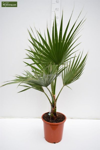 Washingtonia robusta - total height 100-130 cm - pot Ø 26 cm 