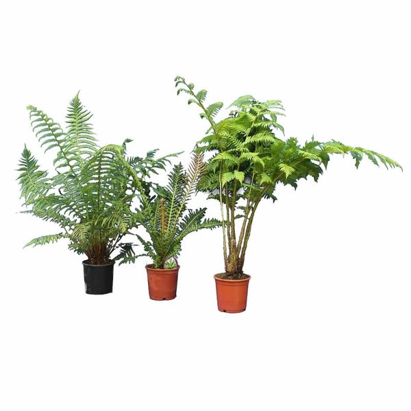 Fern promotional set: Dicksonia antarctica, Blechnum brasiliense, Cyathea cooperi - pot Ø 21 cm