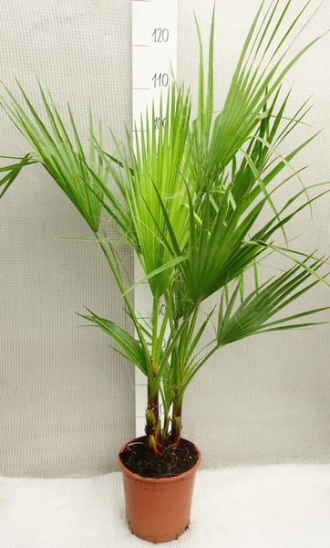 Washingtonia robusta Multitrunk - total height 80-100 cm - pot Ø 22cm 
