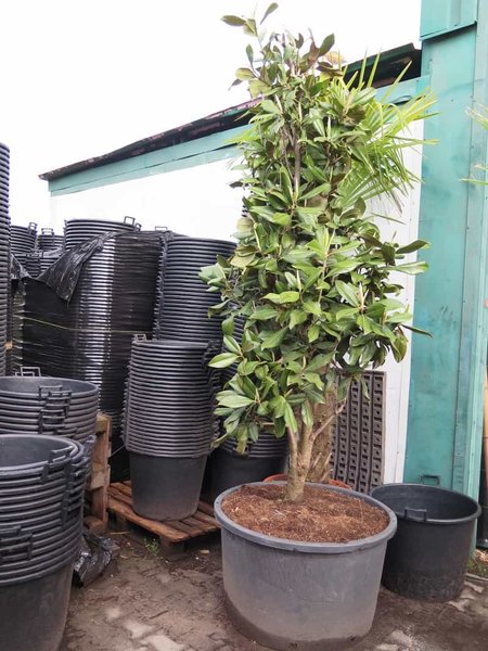 Magnolia grandiflora - total height 300+ cm - pot Ø 90 cm