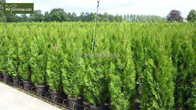 Thuja occidentalis Smaragd (CONTAINERPLANT) - total height 80-100 cm - pot 4 ltr
