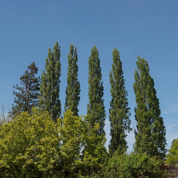Populus nigra Italica