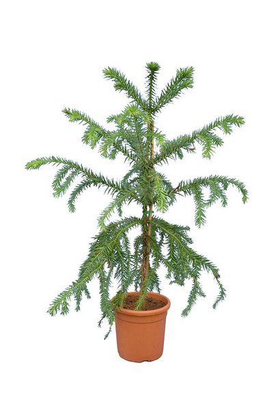 Araucaria angustifolia - total height 160+ cm [pallet]