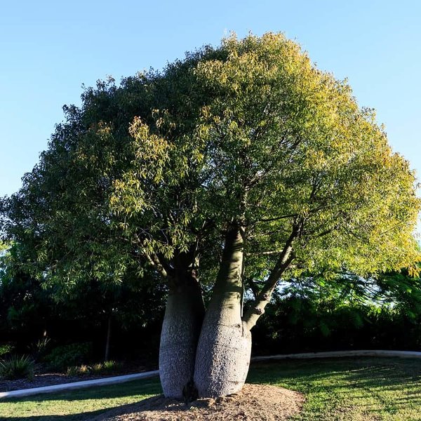 Brachychiton rupestris - shrub - total height 50-60 cm - pot Ø 17 cm