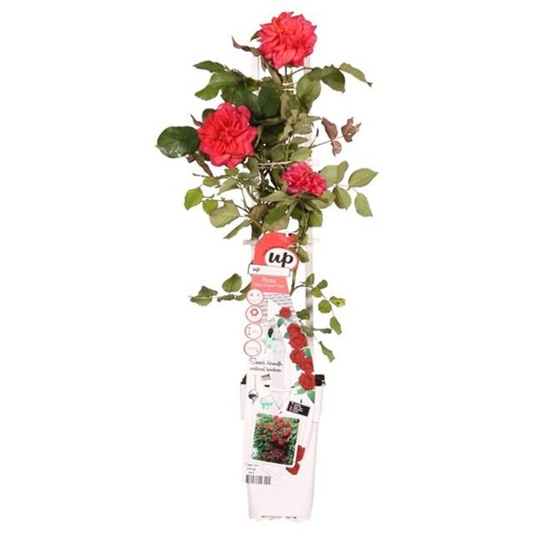 Rosa Crazy in Love climbers Red 2 ltr