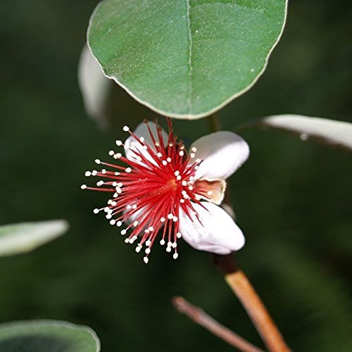 Acca sellowiana - pot Ø 24 cm