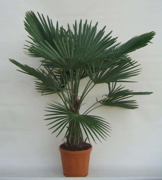 Trachycarpus fortunei - trunk 30-40 cm - total heigth 120-140 cm - pot Ø 31 cm