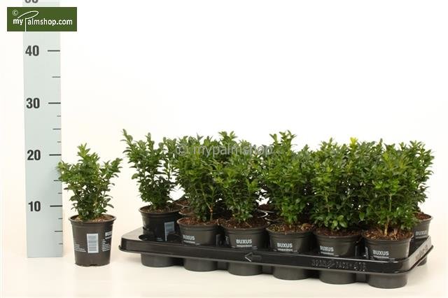 Buxus sempervirens Hedge - total height 15-25 cm - pot 0,5 Ltr.