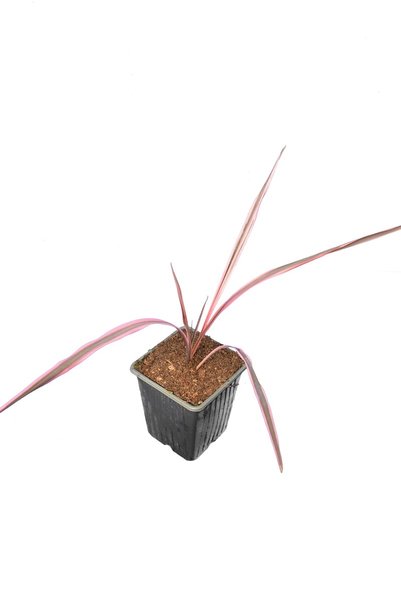 Cordyline australis Paso Doble - pot 9 x 9 cm