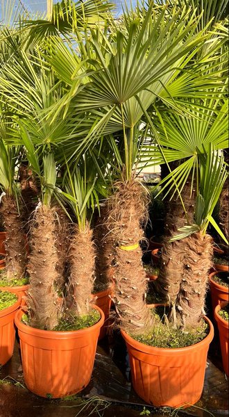 Trachycarpus fortunei double trunk - trunk A 100-130 cm - trunk B 70-130 cm [pallet]