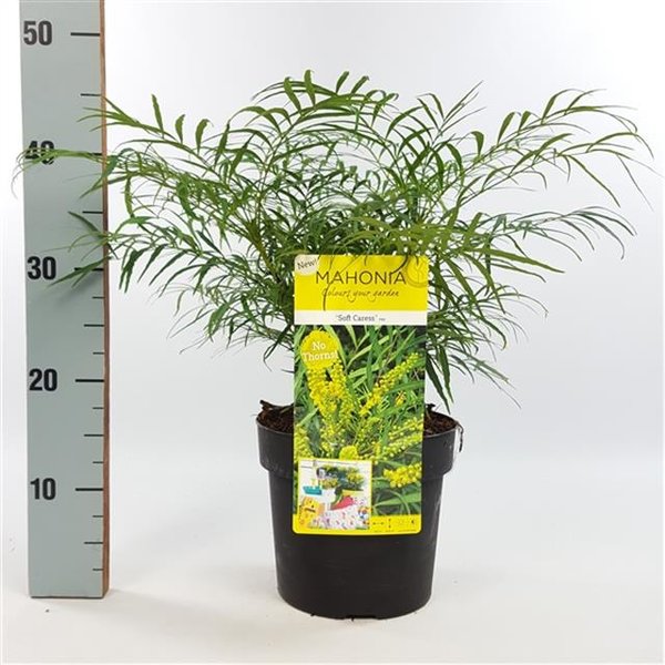 Mahonia eurybracteata Soft Caress - total height 40-50 cm - pot 3 ltr