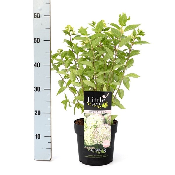 Hydrangea paniculata Little Lime - total height 30-40 cm - pot 3 ltr