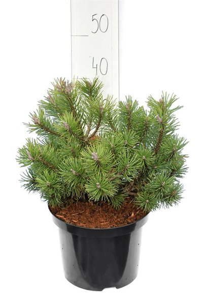 Pinus mugo Mops - pot 5 ltr