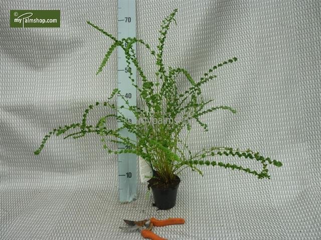 Athyrium filix-femina Frizelliae - pot 0,7 ltr