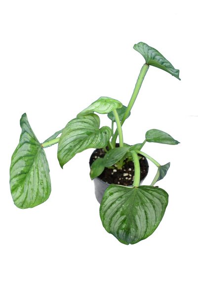 Philodendron Mamei - total height 30+ cm - pot Ø 12 cm