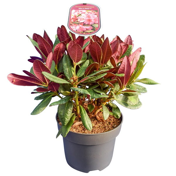 Rhododendron Wine & Roses set of 3 - total height 35-45 cm - pot 22 cm