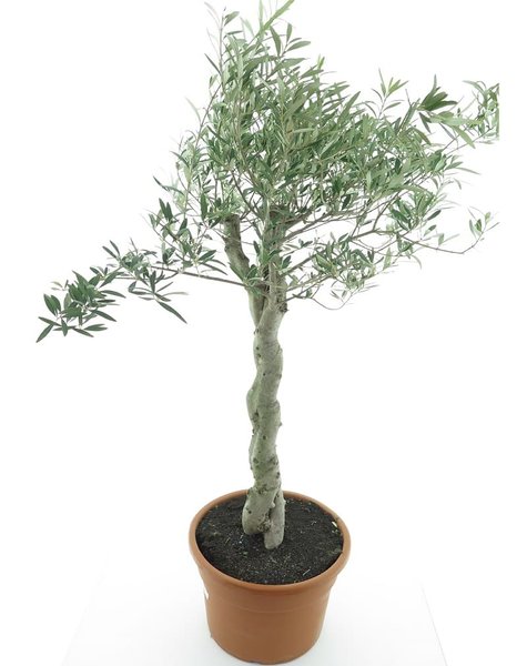 Olea europaea - braided trunk- trunk 80-100 cm - circumference 15-30 cm - pot Ø 43 cm [pallet]