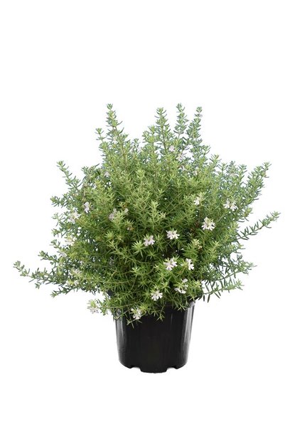 Westringia longifolia - total height 40-50 cm - pot Ø 20 cm
