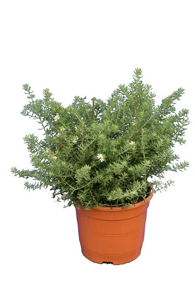 Westringia fruticosa - total height 40-50 cm - pot Ø 22 cm