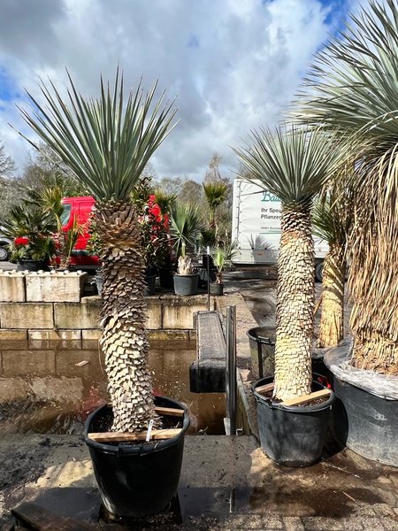 Yucca rigida - circumference 60-70 cm - trunk 120-140 cm - total height 220-240 cm [pallet]