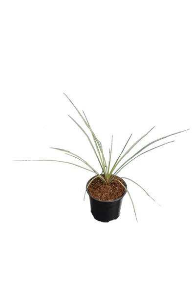Yucca rostrata - total height 30-40 cm - pot Ø 13 cm