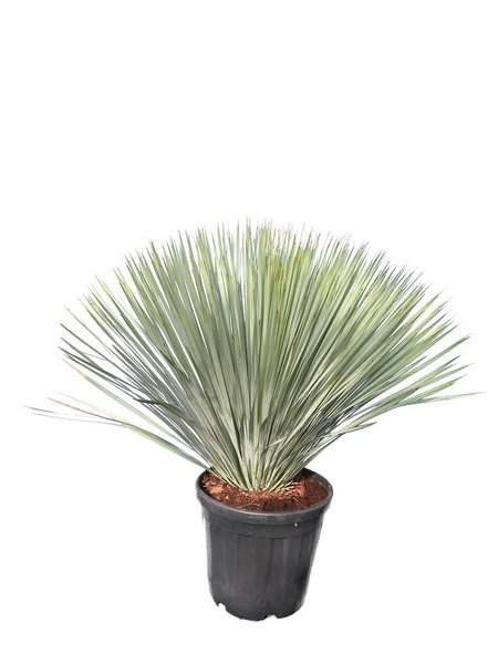Yucca rostrata - total height 100-120 cm - pot 35 ltr [pallet]