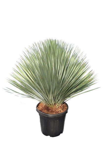 Yucca rostrata - total height 120-140 cm - pot 45 ltr [pallet]