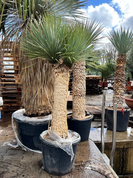 Yucca rostrata - Double head - circumference 50-70 cm - trunk 100-120 cm - total height 180+ cm [pallet]