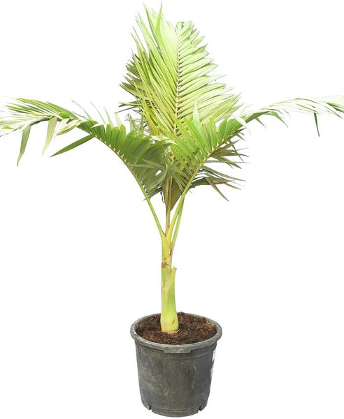 40-50 cm archontophoenix alexandrae 3-4 palms pot 14 cm 