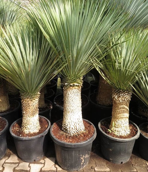Yucca rostrata - trunk 40-50 cm - total height 130-150 cm - pot Ø 43 cm [Pallet]